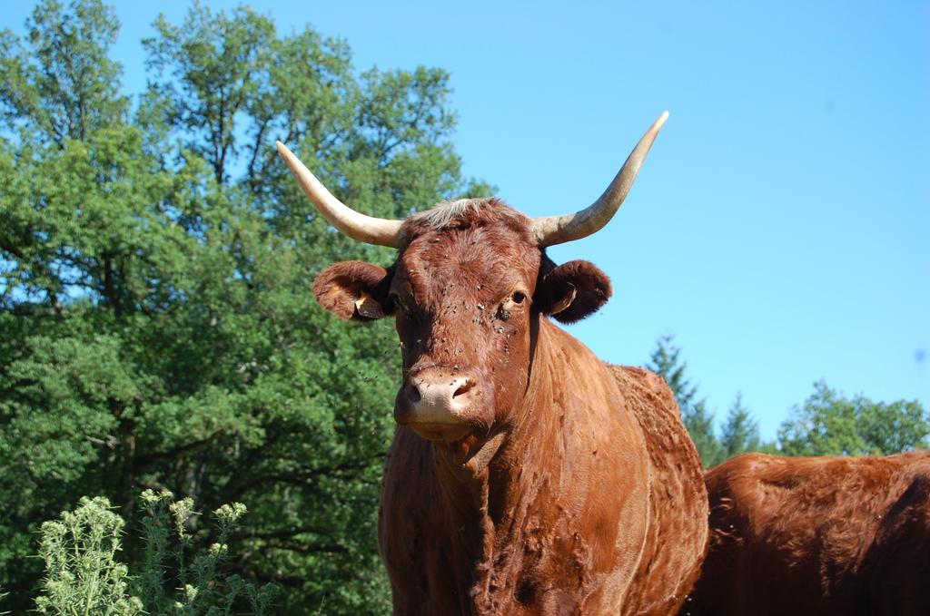 Gite De Charme Auvergne Cab'Ane Brousse Eksteriør billede